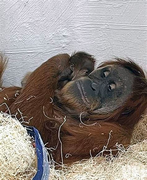 An orangutan baby is born at the Saint Louis Zoo for the first time in nine years